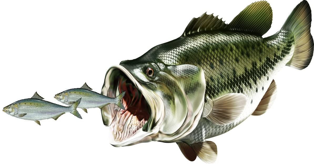 Bass Chasing Shad Fish  Decal 12x6"