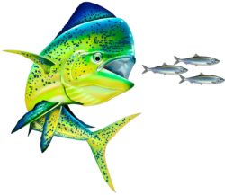 Mahi Chasing Bait Fishing Decal 12x10"