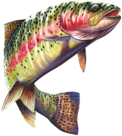 Rainbow Trout Fish  Decal 6x5.5"